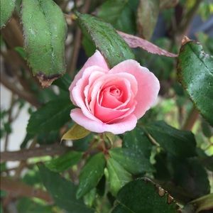 Meet your Posher, Ella